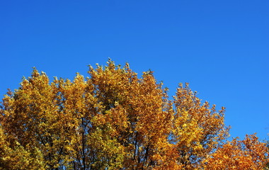 Fototapeta na wymiar Colorful autumn trees on a background of blue sky