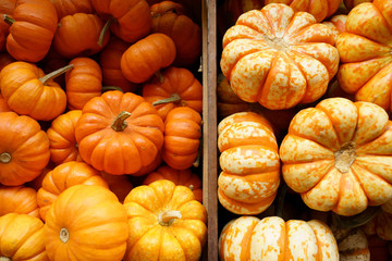 A close up of small orange and yellow fall pumpkins separated by bins.