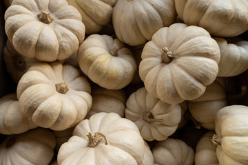 A close up of small white fall pumpkins.
