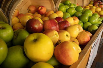 Bushels of green, red, and yellow apples from the fall harvest.