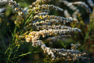 Background of colorful autumn leaves on forest floor