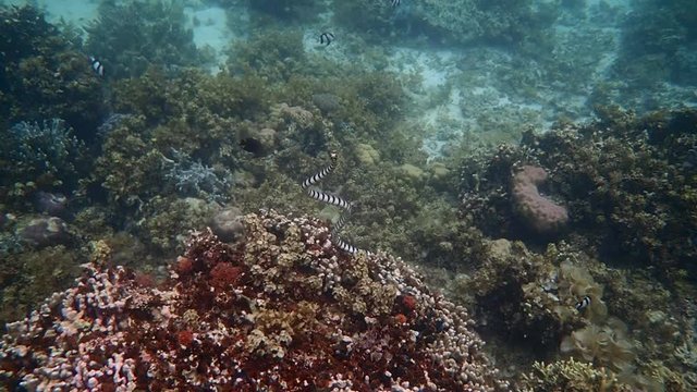 Banded sea krait (Laticauda colubrina) ascends to the surface to breathe, slow motion. Moalboal, Cebu, Philippines.