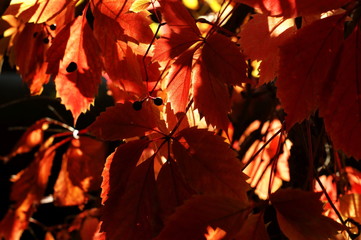 Background of colorful autumn leaves on forest floor