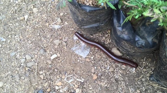 an Indonesian centipede walking on the ground