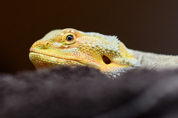Bearded Dragon