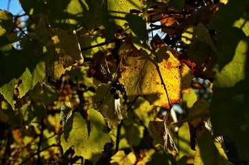 Background of colorful autumn leaves on forest floor