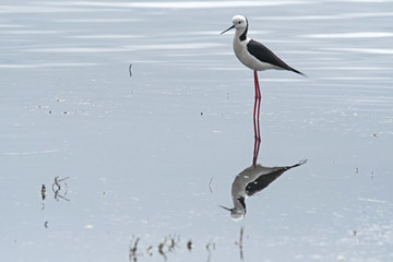 Reflection of a black-winged stilt