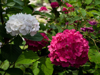 道路沿いに咲く紫陽花