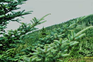Christmas trees in the mountains