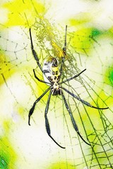 Close up of a golden orb-web spider