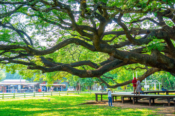 Obraz premium Scenery of giant rain tree (Chamchuri tree) or monkey pod tree at kanchanaburi. Tourist attraction for relax and take photo.