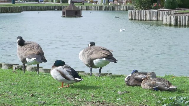 Two Geese and Three Ducks Sitting Together Near a Pond.