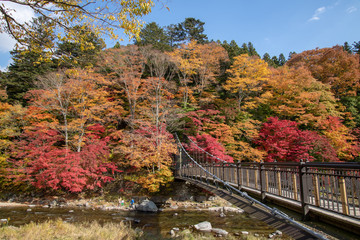 Obraz premium 虹の吊橋