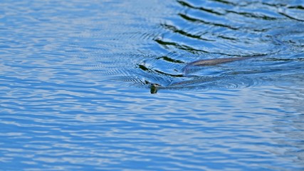 青空映す水面をクネクネと泳ぐシマヘビ