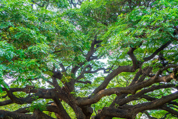 Scenery of giant rain tree (Chamchuri tree) or monkey pod tree at kanchanaburi. Tourist attraction for relax and take photo.