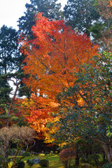 即宗院の紅葉