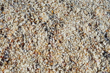 Shell on the beach of Sanibel island in Florida, USA	