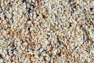 Shell on the beach of Sanibel island in Florida, USA	
