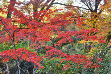 即宗院の紅葉