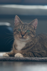 Beautiful little kitten standing in the living room playing with toys