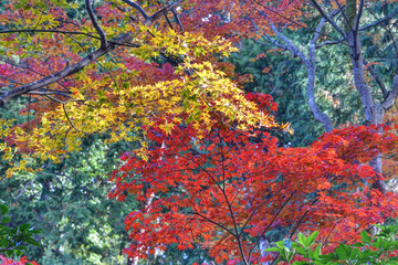 即宗院の紅葉