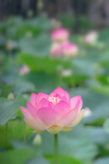 Obraz premium ハスの花