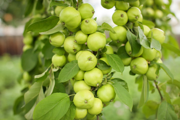 Close up group of small green apples hanging on a branch in Orchard in selective focus.