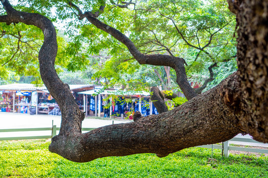 Scenery of giant rain tree (Chamchuri tree) or monkey pod tree at kanchanaburi. Tourist attraction for relax and take photo.