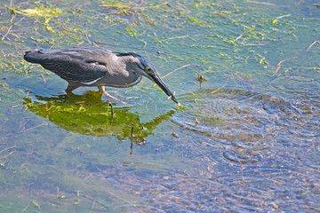 Striated heron caught a small fish