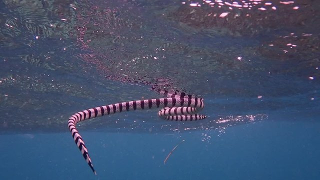 Banded sea krait (Laticauda colubrina) swimming in the surface to breathe for air and descends again to hunt for food, slow motion. Moalboal, Cebu, Philippines.