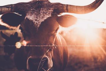 long horn, cute animals, cow lick, cute cow, texas, texas cattle, sun flares, sun, moo, steer, calf, beautiful animals, ranch, ranch land, cow, animal, farm, cattle, bull, agriculture, mammal, livesto - obrazy, fototapety, plakaty