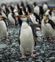 Obraz premium penguins in antarctica