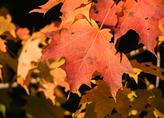 Fototapeta na wymiar Stunning Autumn leaves in different shades of cool colors
