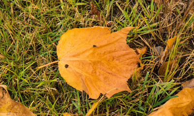 Stunning Autumn leaves in different shades of cool colors
