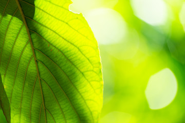 Naklejka na ściany i meble Green blurred background. Green bokeh out of focus foliage background.