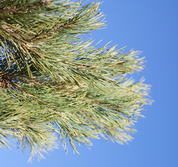 Pine branches on blue sky view