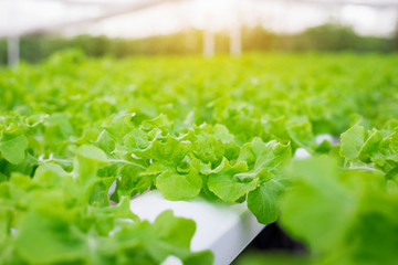 Hydroponic Vegetable Farm. How to grow hydroponics using the water system in the greenhouse. Without soil. The concept of growing healthy vegetables in a controlled system.