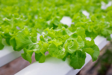 Close Up hydroponic Vegetable Farm. How to grow hydroponics using the water system in the greenhouse. Without soil. The concept of growing healthy vegetables in a controlled system.