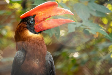 Toucan, an exotic bird with a large beak.