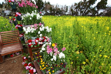 菜の花畑