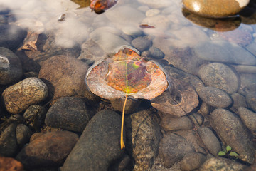 leaf floating in river with rocks 