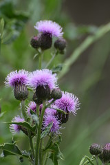 Thistle