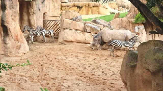 rhinoceros and zebras walk on sandy soil in a wildlife Park