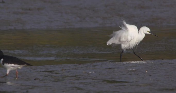 Little Egret wading bird walking wetland marsh slow motion nature