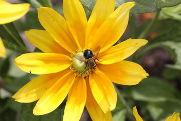 A bee enjoying a beautiful yellow bloom