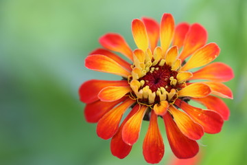 Close up of an orange flower in the garden