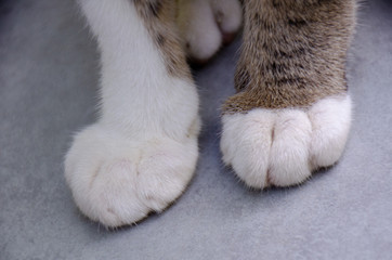 Close up of cute cat's paw, Thai cat's paw