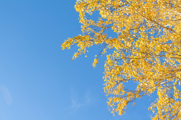 Obraz na płótnie Canvas Yellow birch on a background of blue sky in autumn. Copy space, space for text.