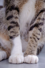 Fototapeta na wymiar Close up of cute cat's paw, Thai cat's paw