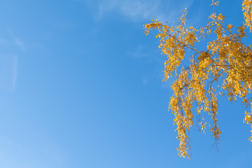 Fototapeta na wymiar Yellow birch on a background of blue sky in autumn. Copy space, space for text.
